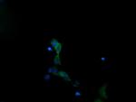 MAPK13 Antibody in Immunocytochemistry (ICC/IF)