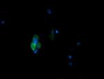 MAPK13 Antibody in Immunocytochemistry (ICC/IF)