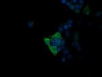 MAPK13 Antibody in Immunocytochemistry (ICC/IF)