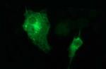MAPK13 Antibody in Immunocytochemistry (ICC/IF)