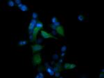 MAPK13 Antibody in Immunocytochemistry (ICC/IF)