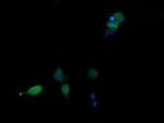 MAPK13 Antibody in Immunocytochemistry (ICC/IF)
