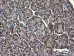 MAPK13 Antibody in Immunohistochemistry (Paraffin) (IHC (P))