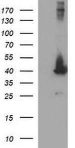 MAPK13 Antibody in Western Blot (WB)