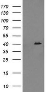 MAPK13 Antibody in Western Blot (WB)