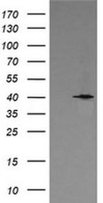 MAPK13 Antibody in Western Blot (WB)