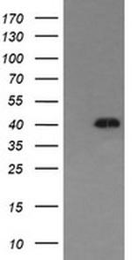 MAPK13 Antibody in Western Blot (WB)