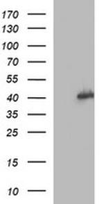 MAPK13 Antibody in Western Blot (WB)