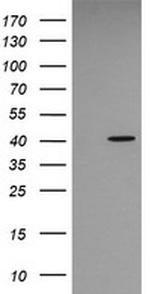MAPK13 Antibody in Western Blot (WB)