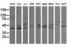 MAPK13 Antibody in Western Blot (WB)