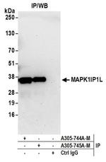 MAPK1IP1L Antibody in Immunoprecipitation (IP)