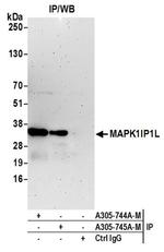 MAPK1IP1L Antibody in Western Blot (WB)