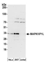 MAPK1IP1L Polyclonal Antibody