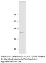 MAPK3 Antibody in Western Blot (WB)