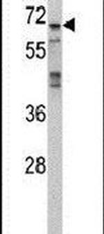 MAPK4 Antibody in Western Blot (WB)