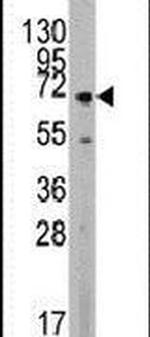 MAPK4 Antibody in Western Blot (WB)
