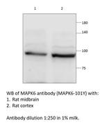 MAPK6 Polyclonal Antibody