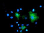 MAPK7 Antibody in Immunocytochemistry (ICC/IF)
