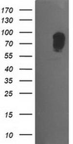 MAPK7 Antibody in Western Blot (WB)