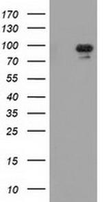 MAPK7 Antibody in Western Blot (WB)