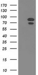 MAPK7 Antibody in Western Blot (WB)