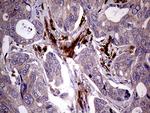 MAPK8IP1 Antibody in Immunohistochemistry (Paraffin) (IHC (P))
