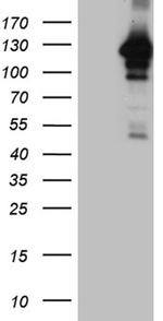 MAPK8IP1 Antibody in Western Blot (WB)