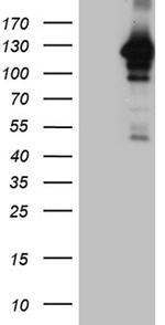 MAPK8IP1 Antibody in Western Blot (WB)