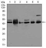 JNK1 Monoclonal Antibody (1E5)