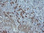 MAPK9 Antibody in Immunohistochemistry (Paraffin) (IHC (P))