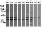 MAPK9 Antibody in Western Blot (WB)