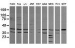 MAPK9 Antibody in Western Blot (WB)