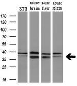 EB2 (MAPRE2) Antibody in Western Blot (WB)