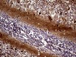 MAPT Antibody in Immunohistochemistry (Paraffin) (IHC (P))