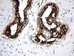 MAPT Antibody in Immunohistochemistry (Paraffin) (IHC (P))