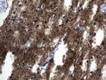 MAPT Antibody in Immunohistochemistry (Paraffin) (IHC (P))