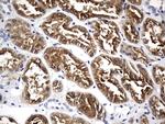 MAPT Antibody in Immunohistochemistry (Paraffin) (IHC (P))