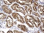 MAPT Antibody in Immunohistochemistry (Paraffin) (IHC (P))
