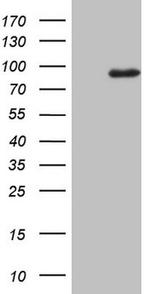 MARK3 Antibody in Western Blot (WB)