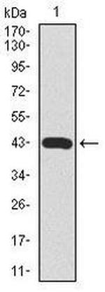 MARK3 Antibody in Western Blot (WB)
