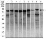 MARK3 Antibody in Western Blot (WB)