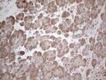 MARK4 Antibody in Immunohistochemistry (Paraffin) (IHC (P))