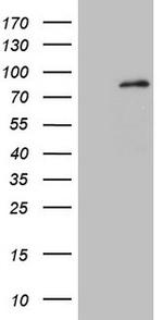 MARK4 Antibody in Western Blot (WB)