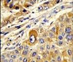 MASTL Antibody in Immunohistochemistry (IHC)
