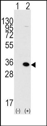MBD3 Antibody in Western Blot (WB)