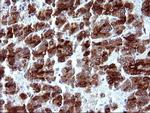 MBL2 Antibody in Immunohistochemistry (Paraffin) (IHC (P))