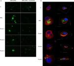 MBL2 Antibody in Immunocytochemistry (ICC/IF)