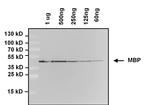 Maltose Binding Protein Antibody in Western Blot (WB)