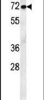 MCAF2 Antibody in Western Blot (WB)