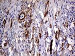 MCAM Antibody in Immunohistochemistry (Paraffin) (IHC (P))